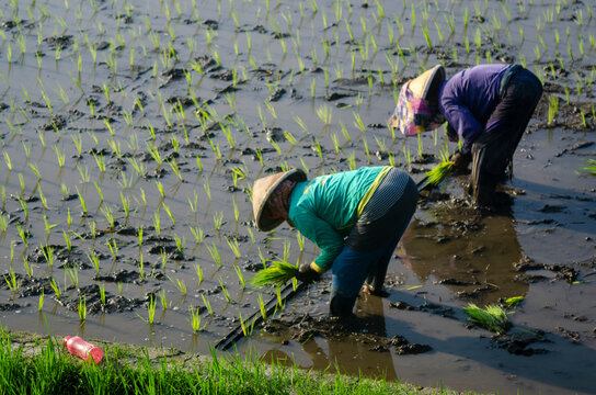women in field water