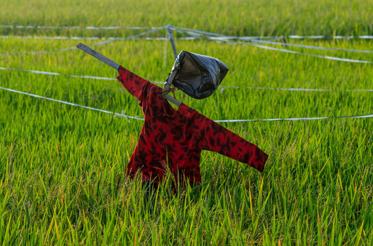 puppet on grass