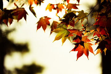 autumn leaves background