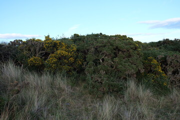 Fototapeta premium landscape with trees