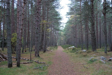 Obraz premium path in the forest