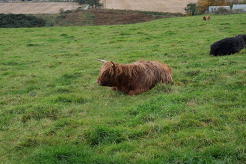 highland cow in a field