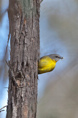 Yellow Robin