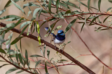 blue wren