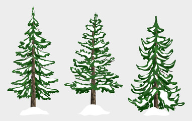 Three snow trees collection. Snow spruce trees