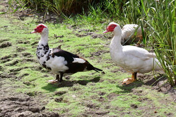 PATO