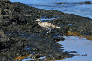 ZARAPITO TRINADOR EN LA COSTA DE LA ISLA DE TENERIFE