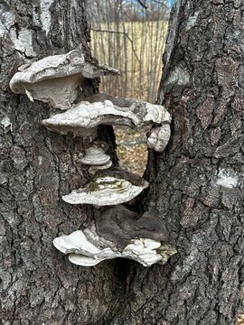 A large dead oak tree with multiple trichaptum abietinum bracket fungus attached to the dark thick bark. The fungus and lichen are white and grey colored. They are in the shape of fans and kidneys. 