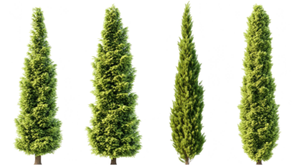 Collection of Four Green Trees Isolated on a Transparent Background Generative AI