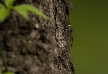 Small mosquito standing on the bark of a tree in the middle of the forest.