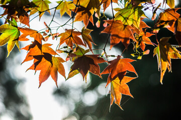 autumn leaves background