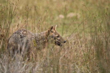 golden jackol in wilpattu national park, sri lanka