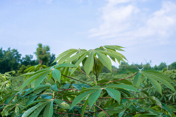 Close up of cassava plant are growing on a famer's farm in countryside of Thailand