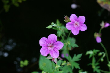 アサマフウロは夏の高原の可憐な草花