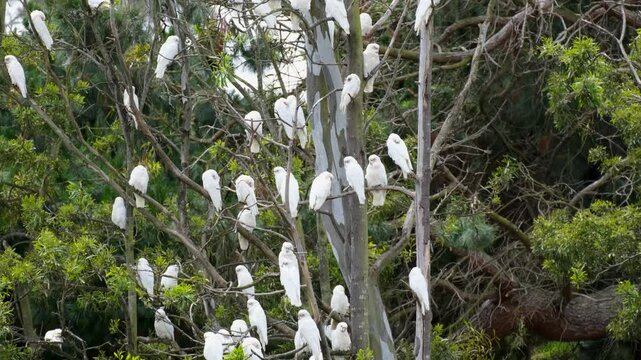 Multiple white corella cockatoos perched together in a eucalyptus tree, displaying their pure white plumage and social behavior&mdash;a beautiful bird of Australian wildlife