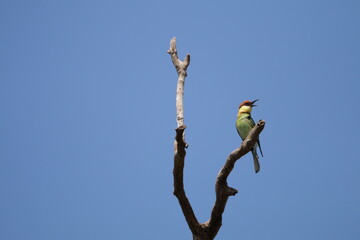 Sri Lankan Birds in Wilpattu National Park, Sri Lanka. 