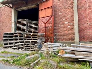 赤レンガ倉庫とノラネコ
