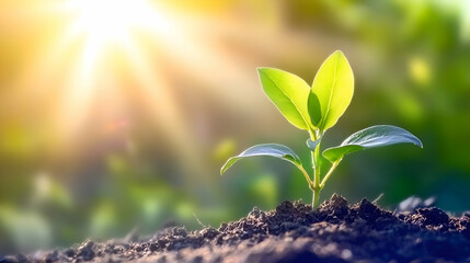 Young Plant Growing in Sunlight, sprout, seedling, sapling, new life, growth