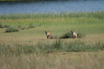 golden jackol in wilpattu national park, sri lanka
