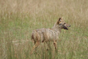 golden jackol in wilpattu national park, sri lanka