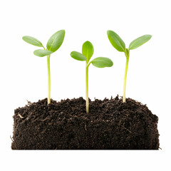 Three Green Seedlings Emerging From Soil, sprout, sproutling, new life, growth, plant