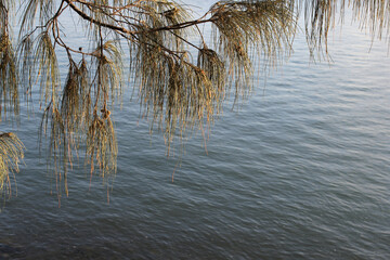 Foliage on a casuarina she-oak tree hanging over the ocean water