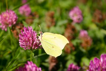 Gonepteryx rhamni L. on flower. Yellow butterfly. August, Poland. 