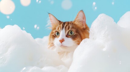 A cute cat kitten in bath with soap foam on glossy white blue refreshing fashion background. adorable pet portrait shampoo pet grooming salon spa wallpaper 