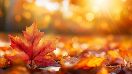 秋の光に輝くカエデの葉