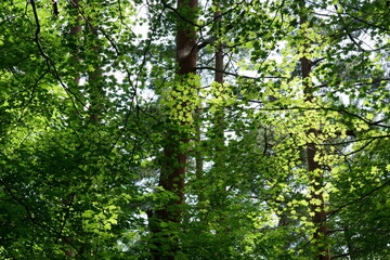 夏の林の中で緑色のカエデ