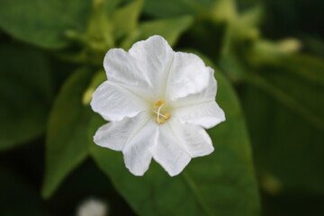 Fototapeta premium 緑葉の中に咲くオシロイバナ（marvel of Peru）