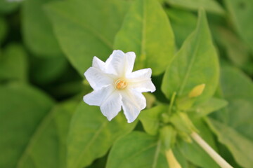 夏の夕暮れとオシロイバナ（marvel of Peru）