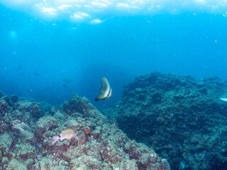 Fototapeta premium 美しく不思議なツバメウオ（ツバメウオ属）のペア他。 英名学名：Longfin Batfish, Platax teira 美しいホウライヒメジ（ヒメジ科）他の群れ。 英名学名：Whitesaddle goatfish (Parupeneus ciliatus) 静岡県伊豆半島賀茂郡南伊豆町中木ヒリゾ浜2024年 