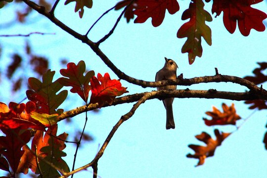 small bird amidst red autumn leaves
