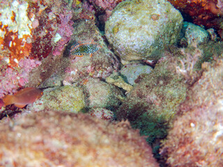 美しいノドグロベラ（ベラ科）の幼魚他。
英名学名：Blackspotted wrasse, Macropharyngodon meleagris
静岡県伊豆半島賀茂郡南伊豆町中木ヒリゾ浜2024年
