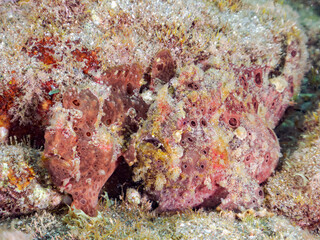 エスカ（触手）を振って魚を呼び寄せて狩る、巨大なオオモンカエルアンコウ（カエルアンコウ科）のペア。
英名学名：Giant Frogfish, Antennarius commersoni
自分よりも大きな獲物でも、１０倍に広がる大きな口で丸呑みにする。
その速度は0.0001秒。生物界最速のハンターである。

静岡県伊豆半島賀茂郡南伊豆町中木ヒリゾ浜2024年
