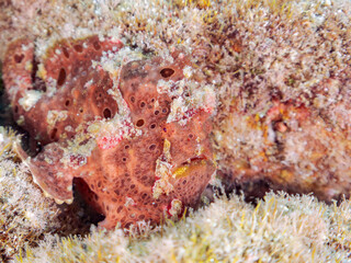 エスカ（触手）を振って魚を呼び寄せて狩る、巨大なオオモンカエルアンコウ（カエルアンコウ科）のペア。
英名学名：Giant Frogfish, Antennarius commersoni
自分よりも大きな獲物でも、１０倍に広がる大きな口で丸呑みにする。
その速度は0.0001秒。生物界最速のハンターである。

静岡県伊豆半島賀茂郡南伊豆町中木ヒリゾ浜2024年
