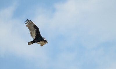 Turkey vulture in flight against a blue sky with white clouds.