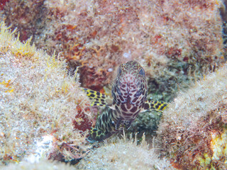 美しいカンモンハタ（ハタ科）の幼魚。
英名学名：Honeycomb grouper (Epinephelus merra)
静岡県伊豆半島賀茂郡南伊豆町中木ヒリゾ浜2024年
