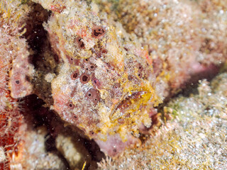 エスカ（触手）を振って魚を呼び寄せて狩る、巨大なオオモンカエルアンコウ（カエルアンコウ科）。
英名学名：Giant Frogfish, Antennarius commersoni
自分よりも大きな獲物でも、１０倍に広がる大きな口で丸呑みにする。
その速度は0.0001秒。生物界最速のハンターである。

静岡県伊豆半島賀茂郡南伊豆町中木ヒリゾ浜2024年
