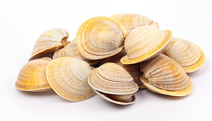 Closeup of Fresh Raw Clams Isolated on White Background