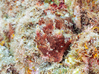 エスカ（触手）を振って魚を呼び寄せて狩る、巨大なオオモンカエルアンコウ（カエルアンコウ科）。
英名学名：Giant Frogfish, Antennarius commersoni
自分よりも大きな獲物でも、１０倍に広がる大きな口で丸呑みにする。
その速度は0.0001秒。生物界最速のハンターである。

静岡県伊豆半島賀茂郡南伊豆町中木ヒリゾ浜2024年
