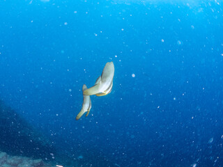 Fototapeta premium 美しく不思議なツバメウオ（ツバメウオ属）のペア他。 英名学名：Longfin Batfish, Platax teira 静岡県伊豆半島賀茂郡南伊豆町中木ヒリゾ浜2024年 