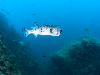 美しく大きなイシガキフグ（ハリセンボン科）。
英名学名：Pacific Burrfish...
