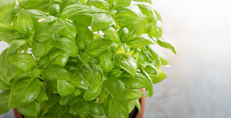 Fresh green basil in a pot