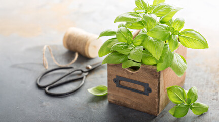 Fresh green basil in a box