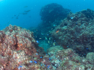 美しいツノダシ（ツノダシ科）、ホウライヒメジ（ヒメジ科）、チョウチョウウオ（チョウチョウウオ科）他の群れ。
英名学名：Moorish Idol (Zanclus cornutus), Whitesaddle goatfish (Parupeneus ciliatus), Oriental ButterflyFish (Chaetodon aurites)
伊豆半島賀茂郡南伊豆町中木ヒリゾ浜2024