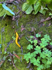 Close-Up of Banana Slugs (Ariolimax columbianus) in Big Basin Redwoods State Park, Santa Cruz County, California – Wildlife and Nature.