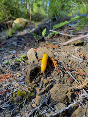 Close-Up of Banana Slugs (Ariolimax columbianus) in Big Basin Redwoods State Park, Santa Cruz County, California – Wildlife and Nature.