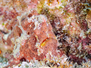 エスカ（触手）を振って魚を呼び寄せて狩る、巨大なオオモンカエルアンコウ（カエルアンコウ科）。
英名学名：Giant Frogfish, Antennarius commersoni
自分よりも大きな獲物でも、１０倍に広がる大きな口で丸呑みにする。
その速度は0.0001秒。生物界最速のハンターである。

静岡県伊豆半島賀茂郡南伊豆町中木ヒリゾ浜2024年
